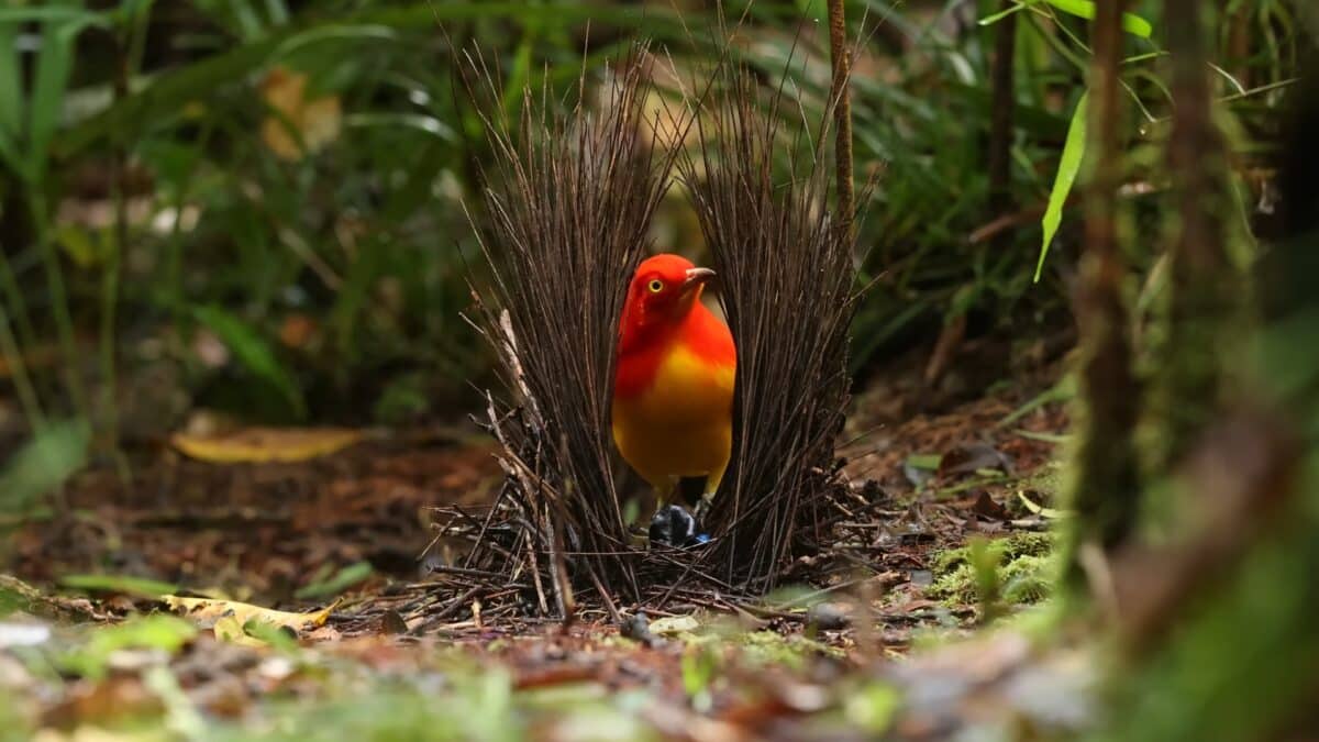 Bowerbird in a bower