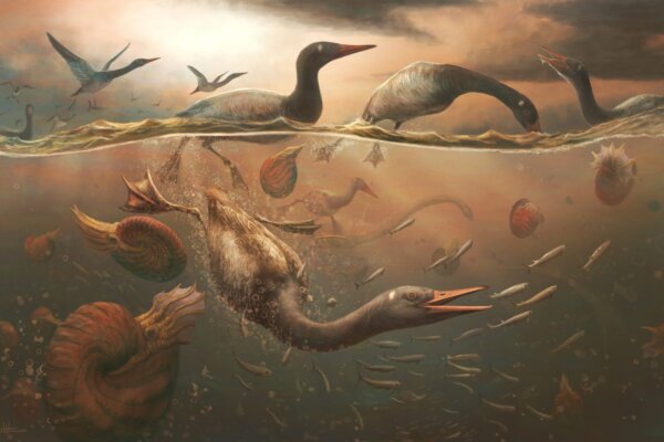 An artist’s interpretation of Vegavis iaai diving for fish in the shallow ocean off the coast of the Antarctic Peninsula